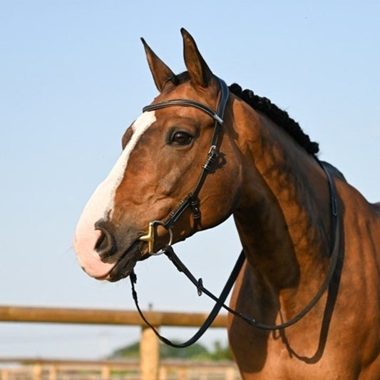 Bridon liberty
